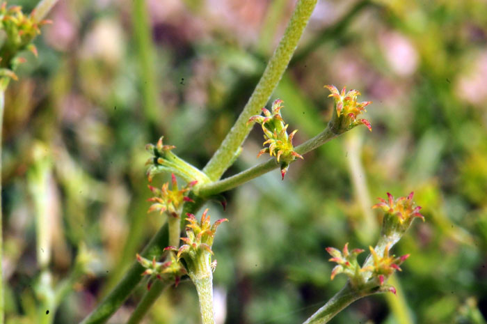 Chorizanthe brevicornu, Brittle Spineflower